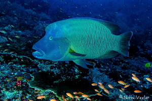 Magnificent Humpback Wrasse in the Komodo Islands, Indonesia by Norm Vexler 